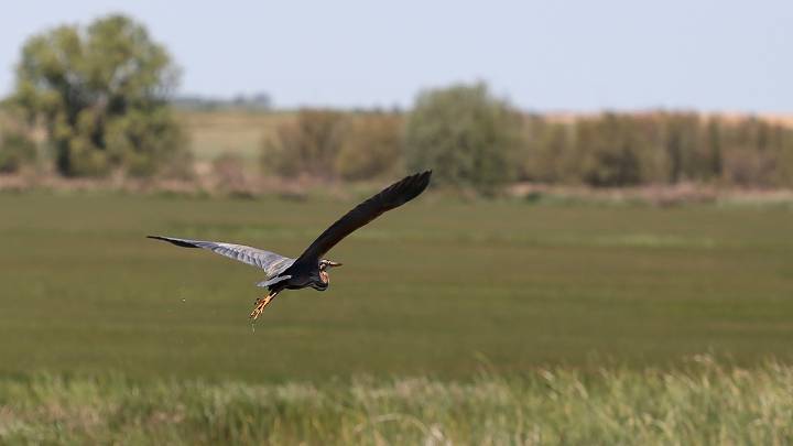 Medio Ambiente utiliza drones para el seguimientos de aves reproductoras en una iniciativa innovadora y eficaz dentro de la ornitología