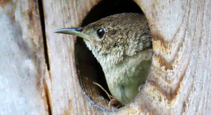 These wrens make themselves at home