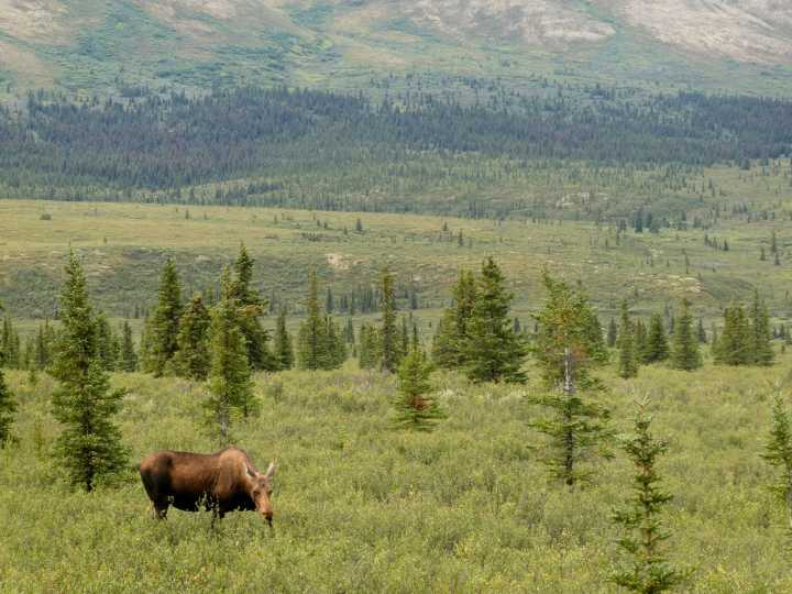 Alaska and Permitting Council partner to fast