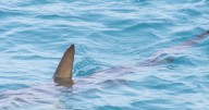 ¿Cuán común es una mordida de tiburón en Puerto Rico?