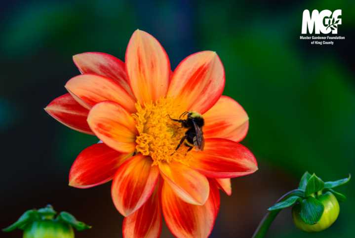 Annual 2025 Master Gardener Plant Sale in Bellevue September 14, 2025