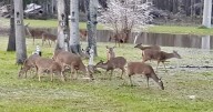 Here's how Louisiana deer hunters can help feed whitetails