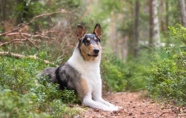 The smooth collie: A working breed with beauty and brains