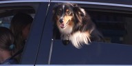Rescue One provides drive-thru dog vaccine clinic in Springfield