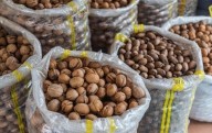 Lidera Chihuahua en producción de nuez