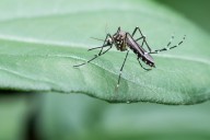 Más de 400 personas se infectan con el virus del dengue al día