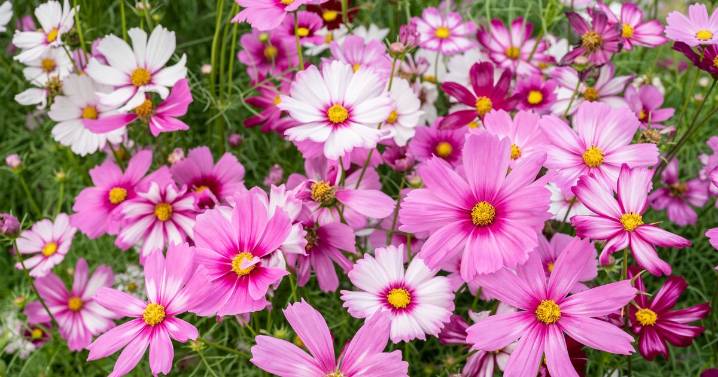 Cosmos plants can bloom brightly non-stop until winter with 3 simple steps