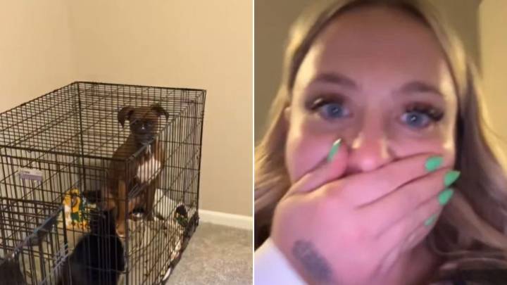 Indiana Owner Shocked After Realizing Someone Else Was In The Crate With Her Dog