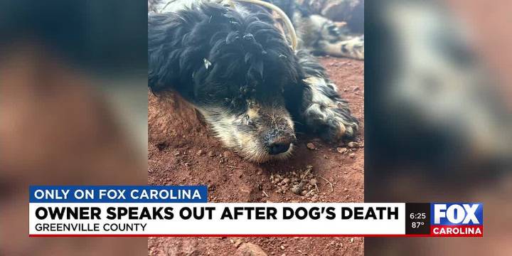 Only on FOX Carolina: Owner speaks after dog euthanized without her knowledge