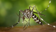 China emplea mosquitos 'cazadores' y peces caníbales para luchar contra el brote histórico de Chikunguña