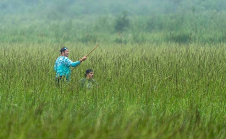 Unique year for wild rice with abundant, accessible stands