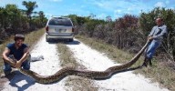 Utilizan conejos robots en Florida para capturar pitones birmanas