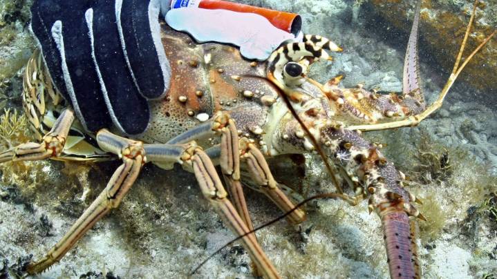 2 men die in Florida Keys during spiny lobster season: MCSO