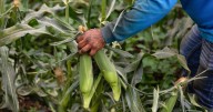 Crop tour projects record 2025 U.S. corn harvest, but disease could hit yields
