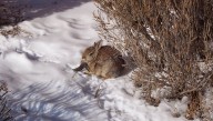 “Zombie” Rabbits With Freaky “Horns” Alarm Residents In Colorado