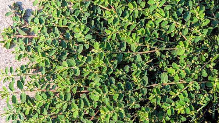 Spurge: What it is and how to prevent an invasion
