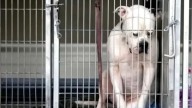 Dog From Indiana Was So Depressed After Being Abandoned That He Wouldn’t Even Lift His Head Up