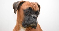 If You Do These 7 Things, Your Boxer Is Secretly Judging You
