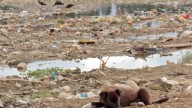 España, líder de la Unión Europea en abandono animal