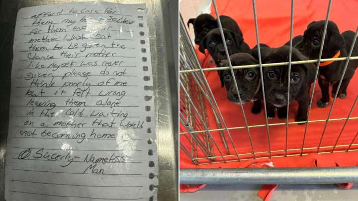 Shock As Homeless Man Leaves A Litter Of Puppies And A Note On North Carolina Shelter's Doorstep