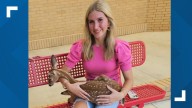 East Texas woman rescues baby deer from school parking lot grate