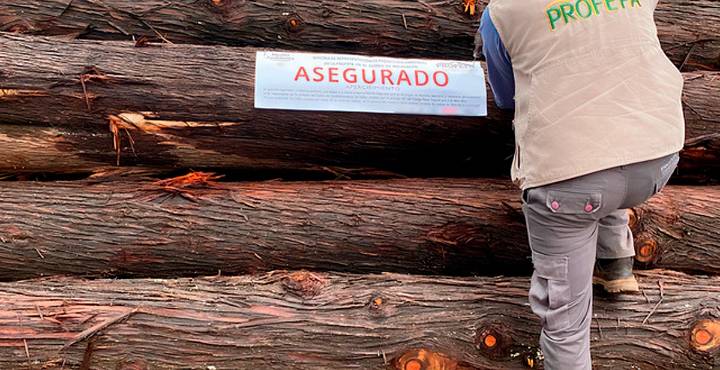 FGR investiga tala ilegal en Tlalpujahua, dentro de la Reserva de la Mariposa Monarca