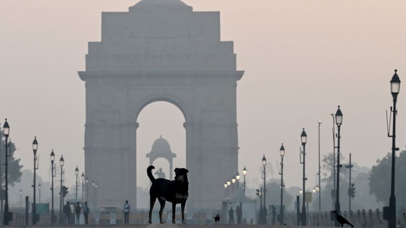 One million stray dogs in India’s capital regain the right to roam after legal battle with nation’s top court