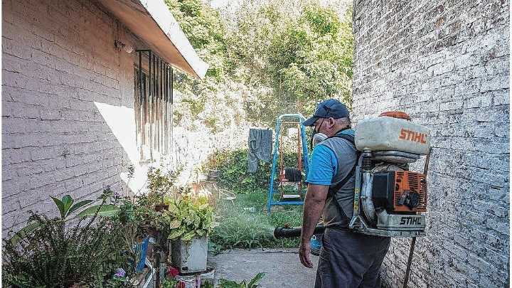Día mundial del Dengue: Paraná trabaja para prevenir el mosquito transmisor
