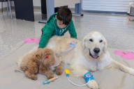Los perros son los mejores amigos y "medicinas" del ser humano