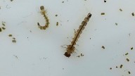 Japanese Encephalitis Continues to Spread in Australia
