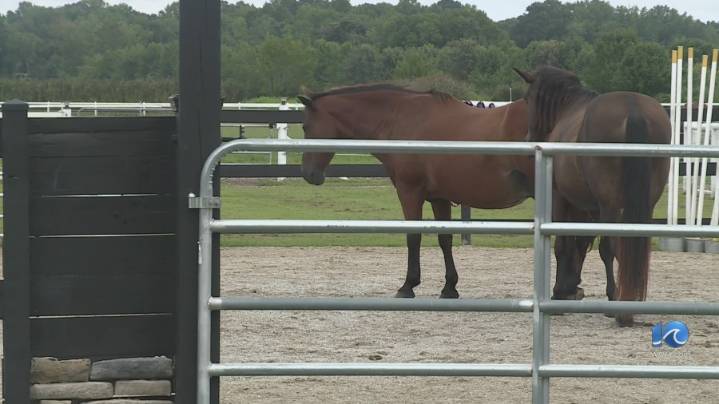 Equine therapy provides 'purpose' for heroes dealing with trauma