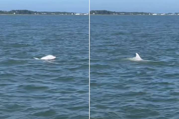 Rare Albino Dolphin Spotted Swimming Off the Coast of Virginia: Watch
