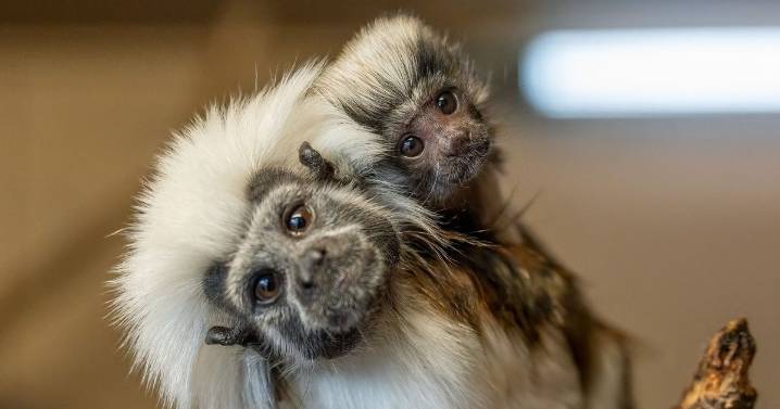 Critically endangered Cotton-top tamarin born at Blackpool Zoo