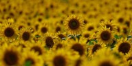 Mientras el trigo mejora su condición, se demora la siembra de girasol