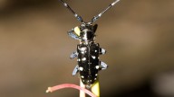 Asian longhorned beetles could destroy Michigan's forests. What to know