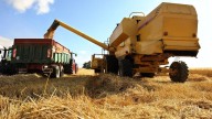 Lluvias récord revitalizan el trigo y los expertos aseguran que "hace años no se veían lotes así"