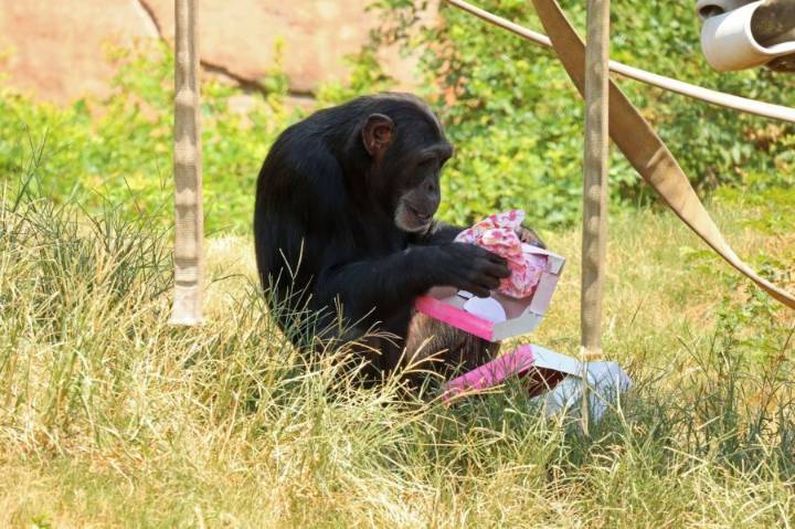 It’s a girl: Help name new baby chimp at Little Rock Zoo