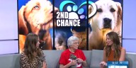 2nd Chance Pets: Pooky and Dolly Bea