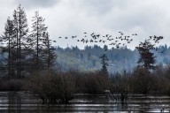 Port of Everett, EarthCorps host event at Union Slough