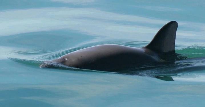 Publica CCA informe que revela omisiones de México en protección de vaquita marina