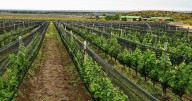 Mapa | Dónde queda la bodega donde nace el Merlot que vale 1.000 dólares la botella y tiene lista de espera