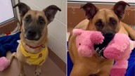 Sweet Mama Dog In Washington Shelter Longs For Love After Three Years Without A Home