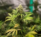 Opinion: Is CT bending its own rules on cannabis safety?