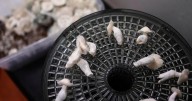 Psilocybin — the drug in 'magic mushrooms' — could see federal restrictions loosened