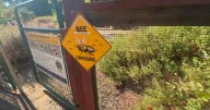 UC Davis professor describes how you can help the bee population