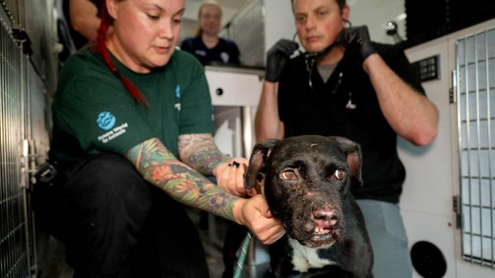 Fort Wayne police arrest another suspect in ongoing dogfighting investigation