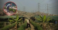 Peruana transformó basural de SJM en un huerto y hoy triunfa con emprendimiento de plantas medicinales: "Nadie apostaba por esto"