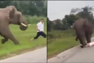 Elefante persigue y aplasta a turista que intentó tomarse una selfie