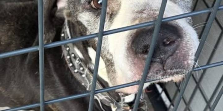 Dog with cancer left abandoned and emaciated at Southington park