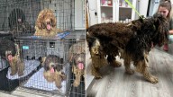 Florida Rescuers Saved A Severely Matted Dog From Breeder And Helped Him Make Miraculous Transformation